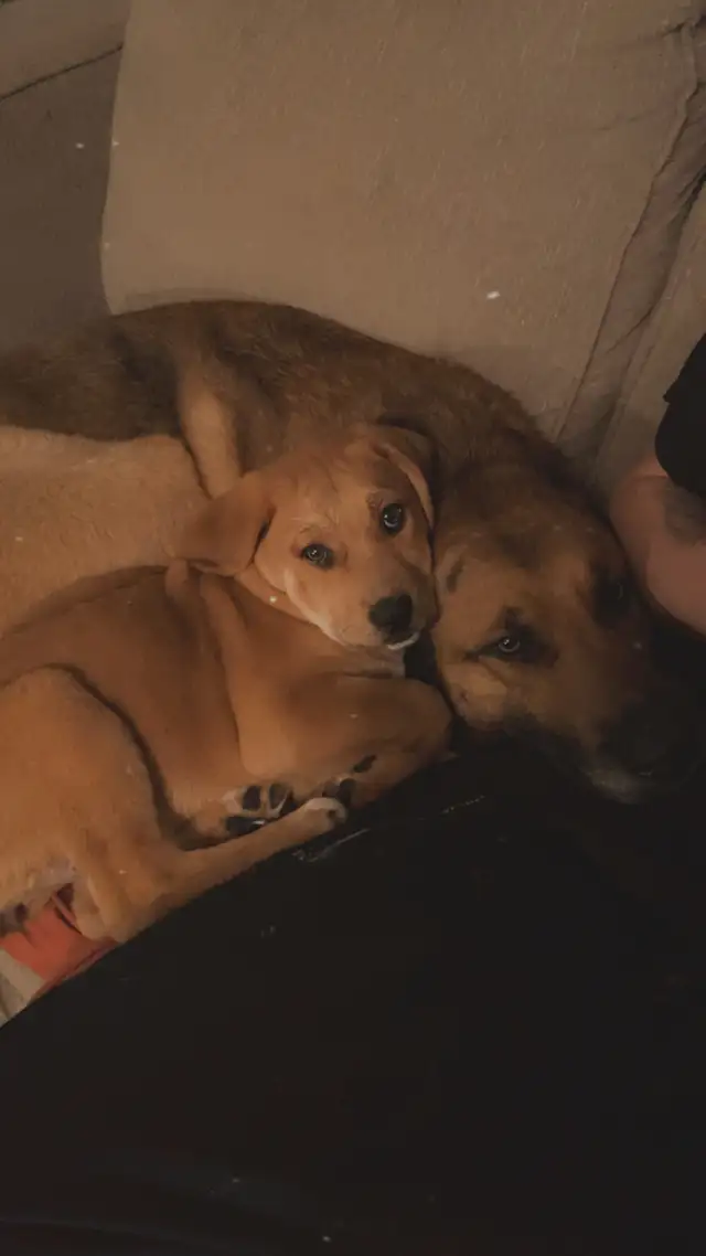yellow lab, king shepherd, Italian bull mastiff mix puppies in Dogs & Puppies for Rehoming in Barrie - Image 5