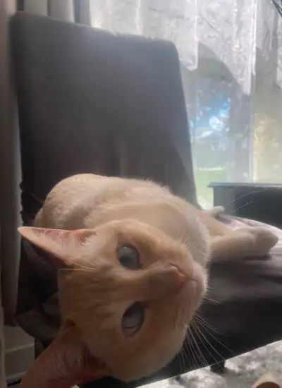 Bobby the siamese orange point cat, View more