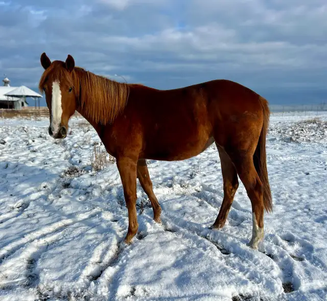 2yr old Dash Ta Fame Barrel Futurity Prospect  in Horses & Ponies for Rehoming in St. Albert - Image 5