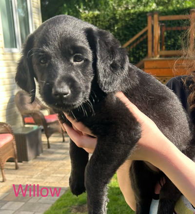 Adorables chiots Labradoodle à adopter - Prêts pour leur famille, View more