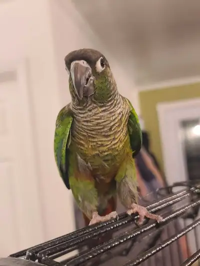 Je mets en vente plusieurs oiseaux : • Conure Soleil femelle – 3 ans – 650 $ • Conure Soleil mâle –...