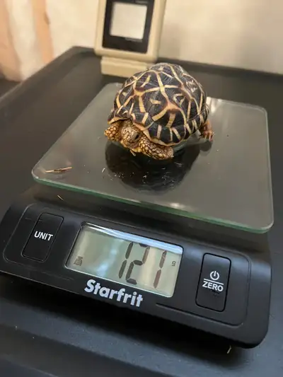 Indian Star Tortoise, View more