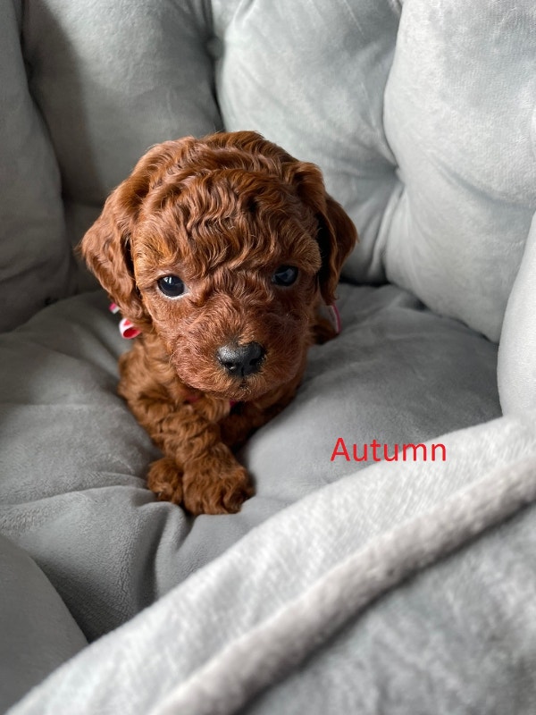 Stunning Dark Red Toy Poodle Puppies with Teddy Bear Faces Dogs