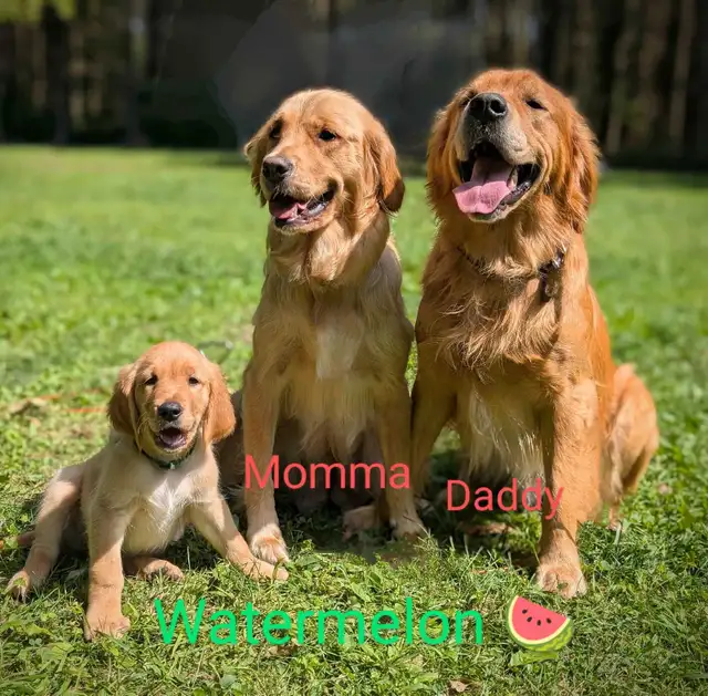 pure-bred Golden Retriever puppies in Dogs & Puppies for Rehoming in Owen Sound - Image 10