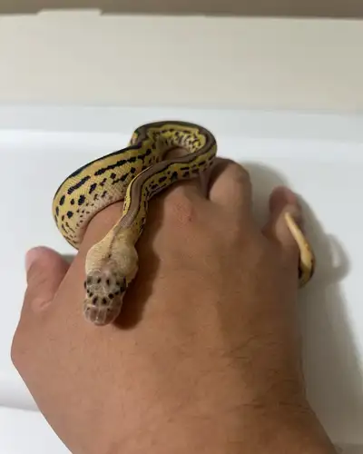 Pastel leopard clown het pied ball python, View more