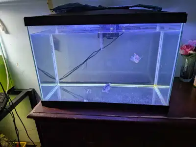 20 Gallon Fish Tank, holds water as seen in pictures asking and is empty $60 Can come with guppies a...