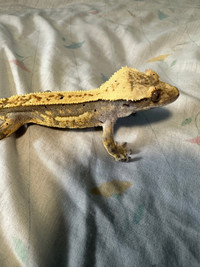 Male Extreme Harlequin Dalmatian Crested Gecko