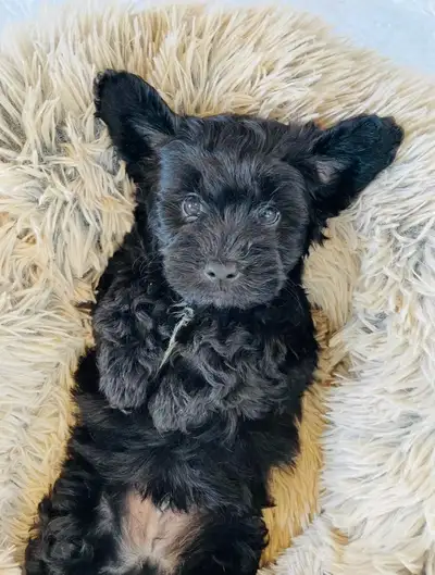Miniature Maltipoo puppies are ready to leave with you This will be the one and only litter their mo...