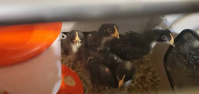 Dual heritage breed chicks in Livestock in Truro - Image 3