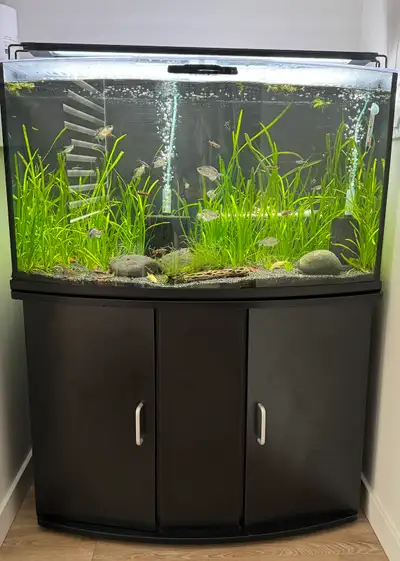 45 Gallon Bow Front Planted Aquarium - Complete Setup - $475, View more