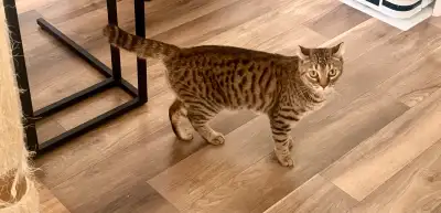 Je cherche une famille pour une Chatte de mon élevage. Elle a besoin d’une famille qui sera patiente...