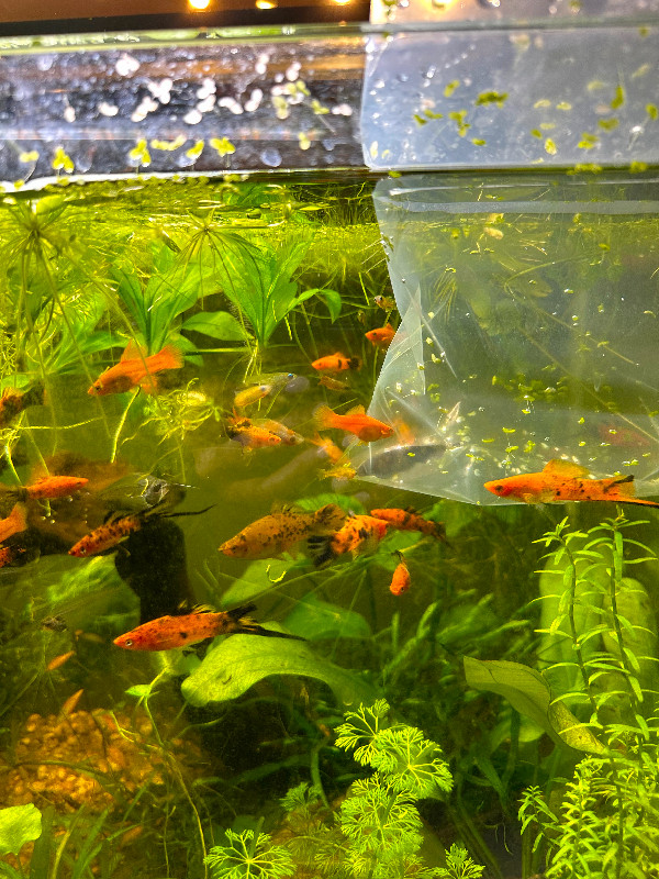 Berlin swordtails and koi swordtails in Fish for Rehoming in Ottawa - Image 2