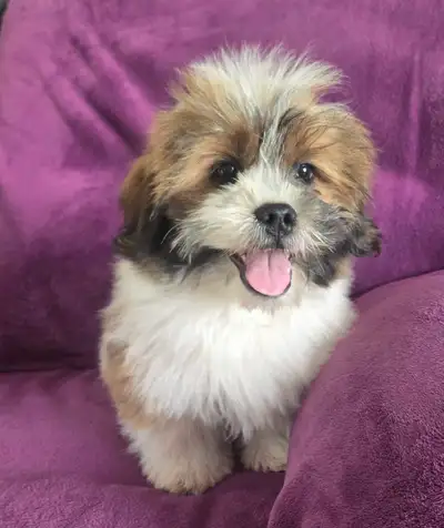 Shih-tzu x Havanese puppies for sale, View more