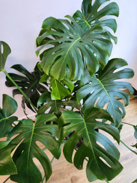 MONSTERA GÉANTES À VENDRE 180$ CH.