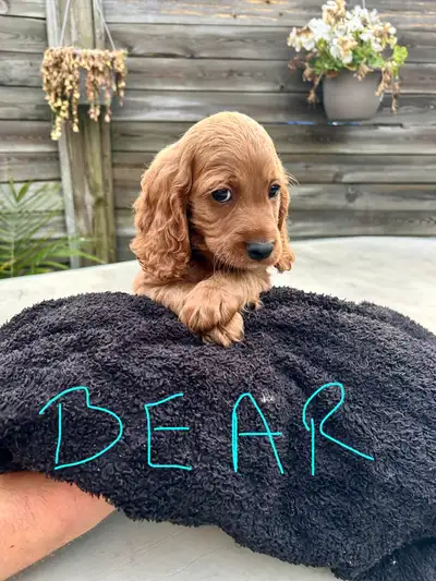 beautiful cockapoo puppies ready for forever homes, View more