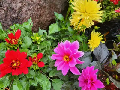 Potted Blooming Dahlia plants 出售正盛花的盆栽大丽花植株, View more