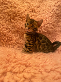 Bengal kittens for sale $480