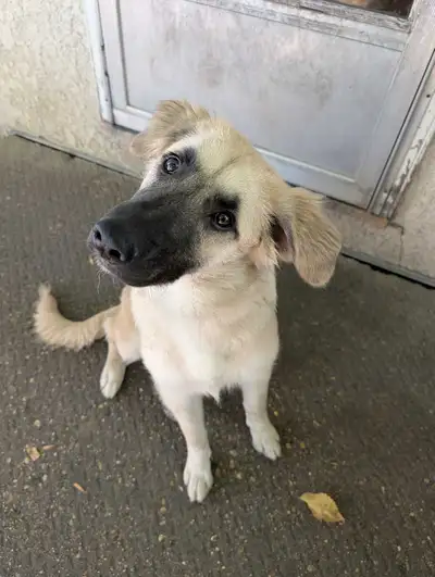 Sweet 5-Month-Old Puppy "Indie" + All Supplies Included, View more
