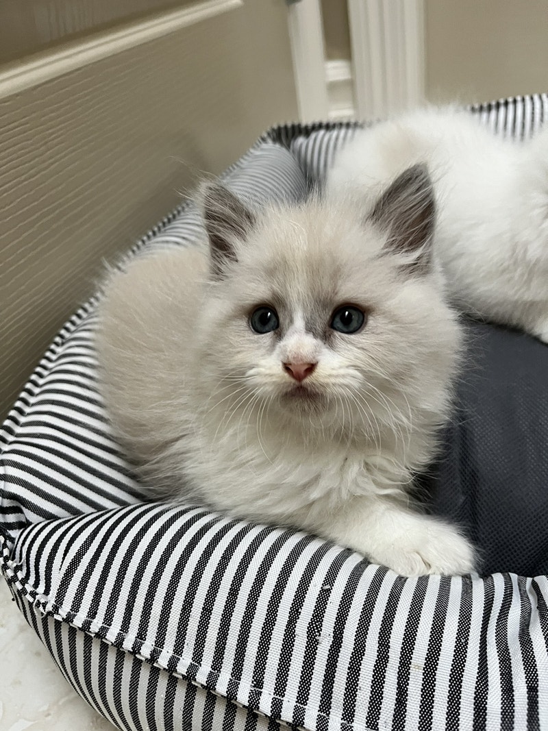 Purebred bicolor Ragdoll Kittens available for rehoming Cats