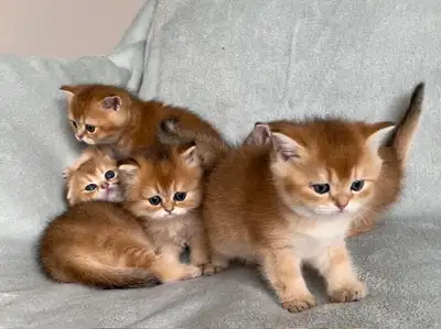 Scottish kittens