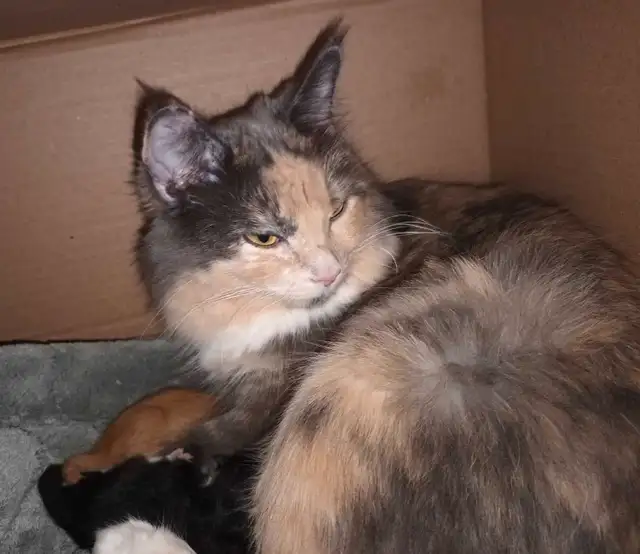 *ALL SOLD!* Maine Coon X Kittens! Creams, Greys and Torties!