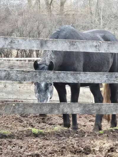 Room for rent on horse farm, View more