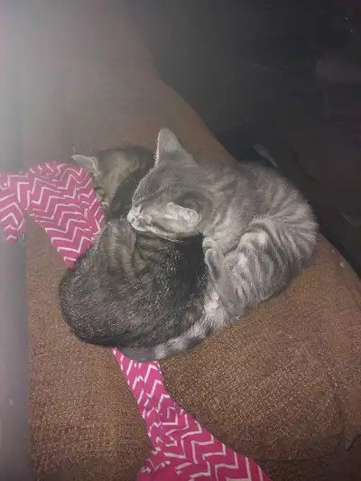 kittens to a good home, View more