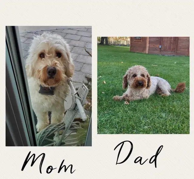 F1b Mini-GoldenDoodle Puppies in Dogs & Puppies for Rehoming in Winnipeg - Image 7