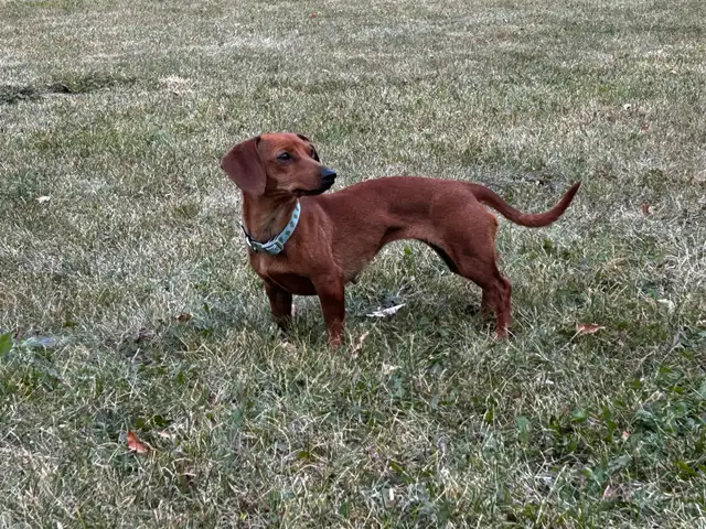 Miniature dachshund puppies in Dogs & Puppies for Rehoming in Edmonton - Image 11