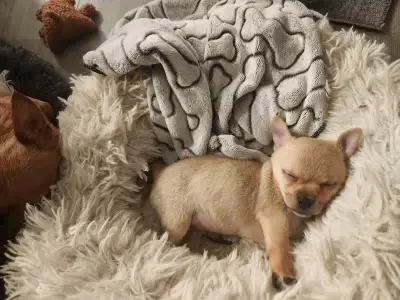 chihuahua in Dogs & Puppies for Rehoming in Calgary | Kijiji