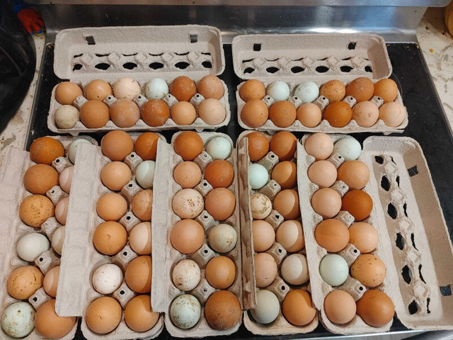 Farm fresh eggs !! in Other in Barrie - Image 2
