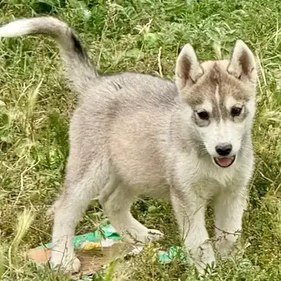 PUREBRED SIBERIAN HUSKY, View more