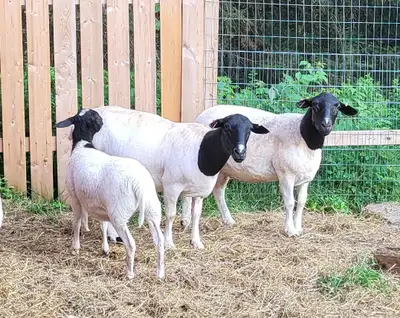 Dorper Sheep, View more