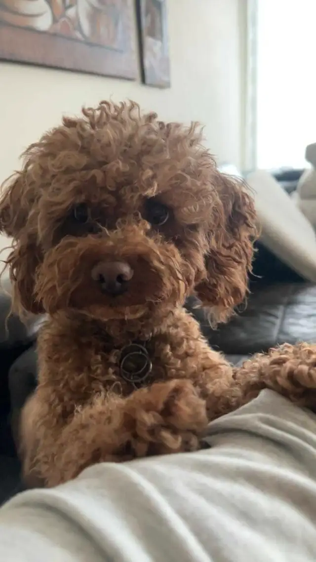 2 Dogs / Pets for Sale. Golden Doodle and Toy poodle in Dogs & Puppies for Rehoming in Ottawa - Image 8