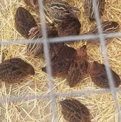Cortunix Quail , View more