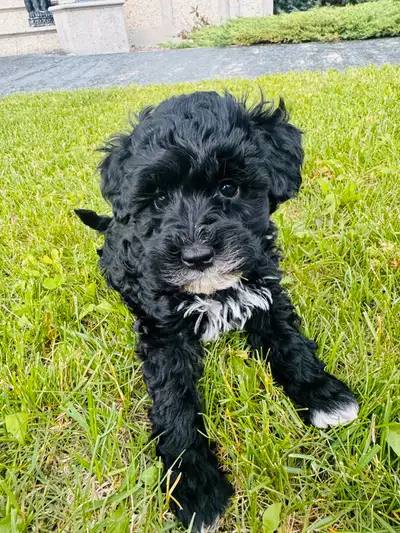 Adorable Schnoodles!!!! , View more