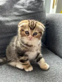 Scottish/British shorthair mix kittens for adoption