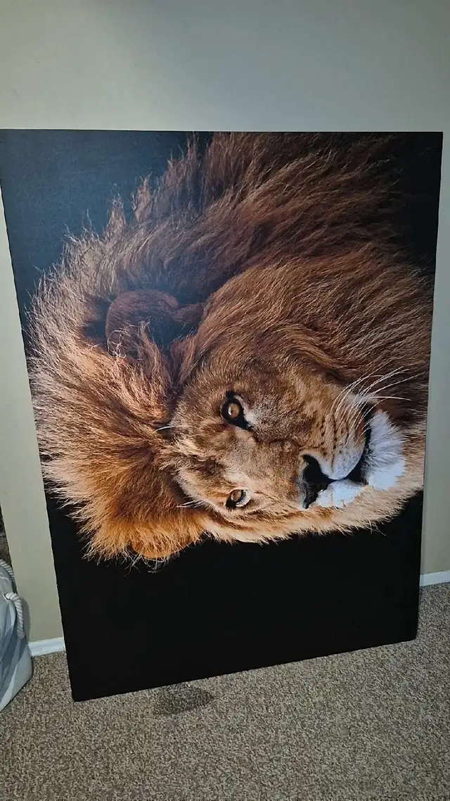 lion canvas 62864746327041121