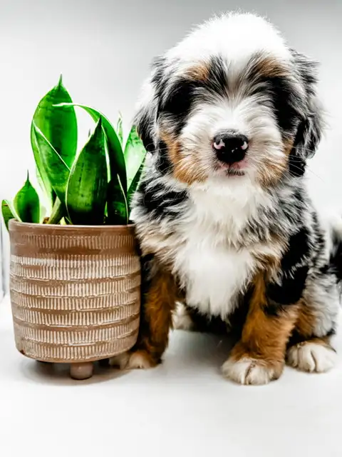 We are expecting Micro Bernedoodles with the same great temperament as our mini and standard Bernedo...