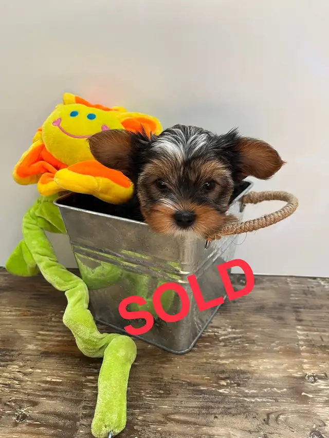 Lovable Biewer Yorkie Terrier Puppies  ONE GIRL left in Dogs & Puppies for Rehoming in Oshawa / Durham Region - Image 8