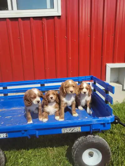 Very cute, playful puppies. They would make great pets as they are not too large. three males left a...