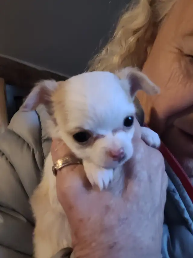 Long coat chihuahua puppies in Dogs & Puppies for Rehoming in Kitchener / Waterloo - Image 4