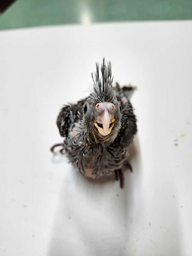Cockatiel  bird in Birds for Rehoming in Edmonton - Image 2