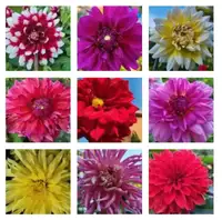Potted Dahlia plants bred by root tubers for sale 出售由块根繁育的盆栽大丽花苗