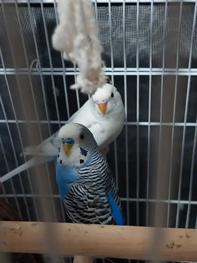 Budgies with cage in Birds for Rehoming in Markham / York Region - Image 3