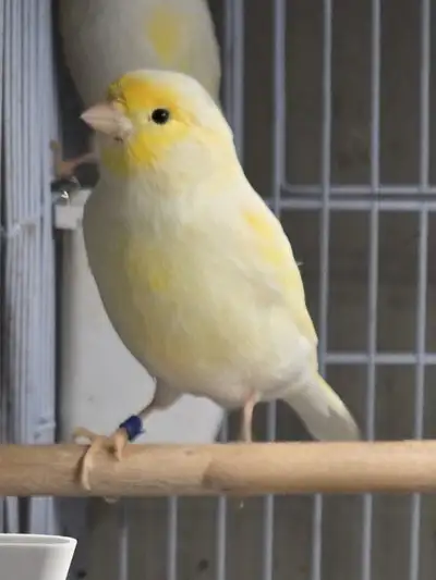 Yellow mosaic male canary, View more