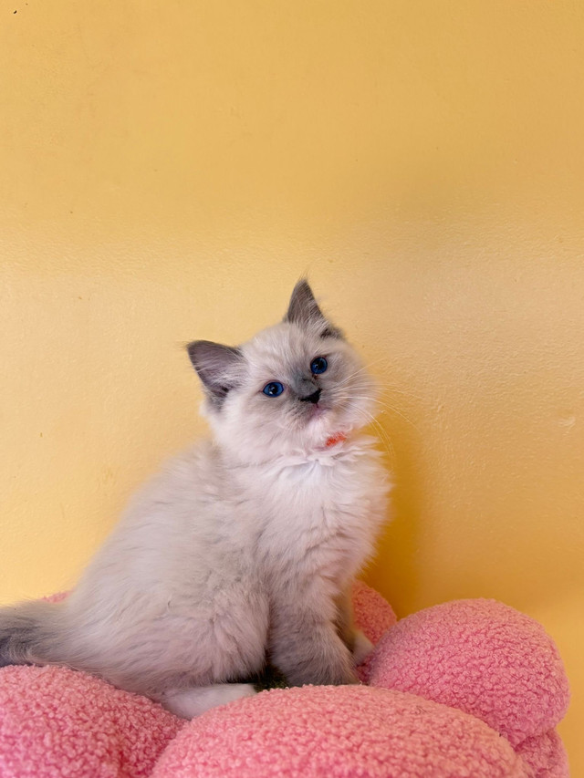 boy and girl  ragdoll  looking for new home in Cats & Kittens for Rehoming in Ottawa