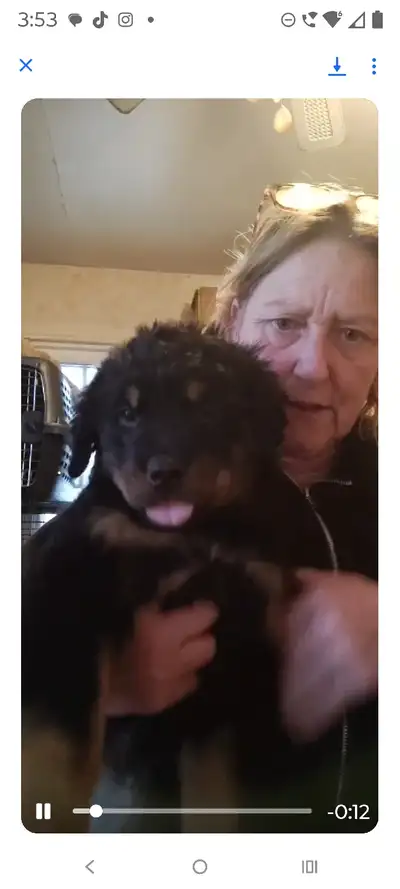 ROTTWEILER PUPPIES, View more