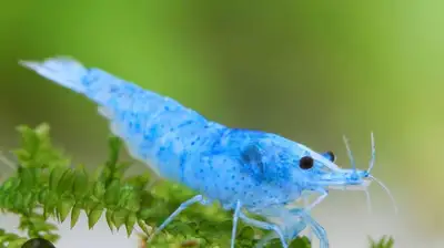 Blue Jelly Shrimp, View more