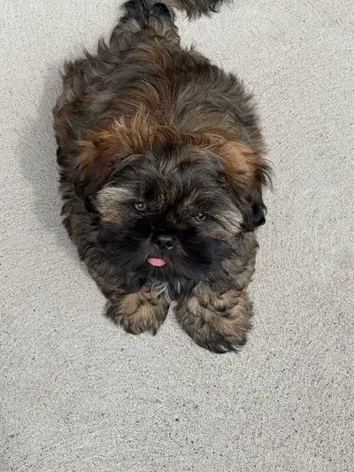 Shih Tzu Puppy Male, View more